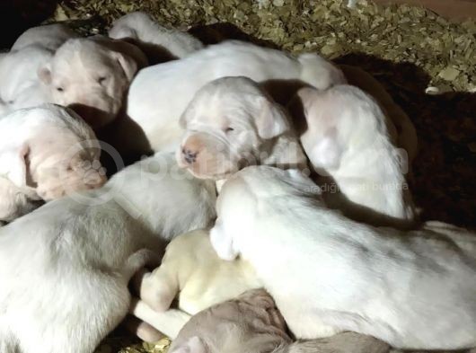A Kalite Dişi Dogo Yavruları görsel