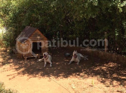 A Kalite Dişi Dogo Yavruları görsel