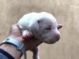 A Kalite Dişi Dogo Yavruları