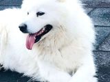 Full Aşılı Karneli Harika Samoyed Yavrular