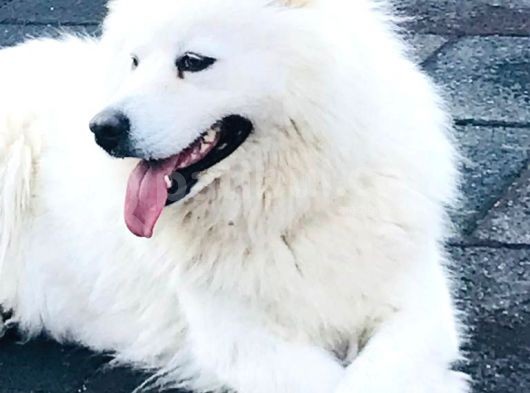 Full Aşılı Karneli Harika Samoyed Yavrular görsel