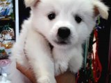Full Aşılı Karneli Harika Samoyed Yavrular