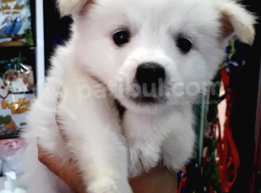 Full Aşılı Karneli Harika Samoyed Yavrular görsel
