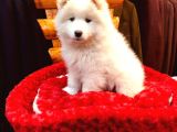 Full Aşılı Karneli Harika Samoyed Yavrular