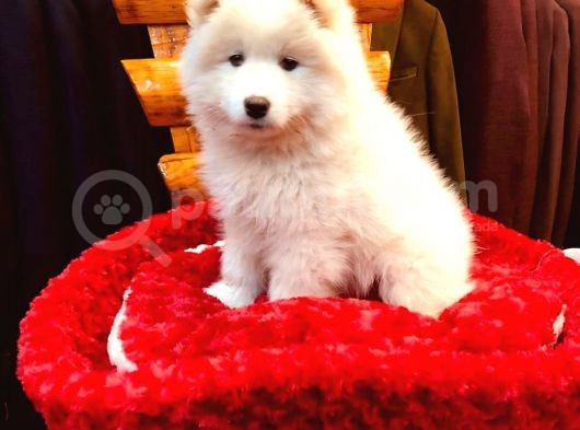 Full Aşılı Karneli Harika Samoyed Yavrular görsel