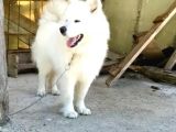 Full Aşılı Karneli Harika Samoyed Yavrular