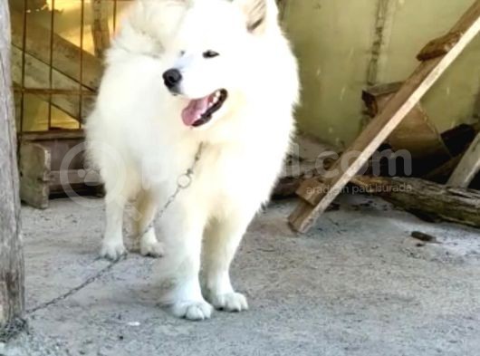 Full Aşılı Karneli Harika Samoyed Yavrular görsel