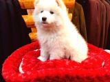 Full Aşılı Karneli Harika Samoyed Yavrular