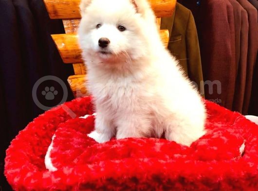 Full Aşılı Karneli Harika Samoyed Yavrular görsel