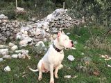 A Kalite Dişi Dogo Yavruları