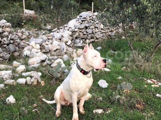 A Kalite Dişi Dogo Yavruları görsel