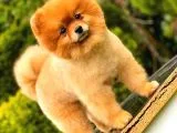 Pomeranian Teddy Bear