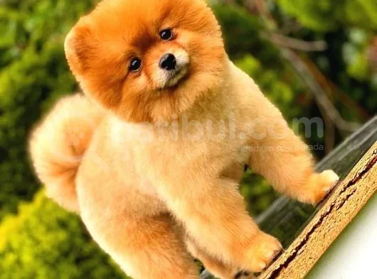 Pomeranian Teddy Bear