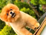 Pomeranian Teddy Bear