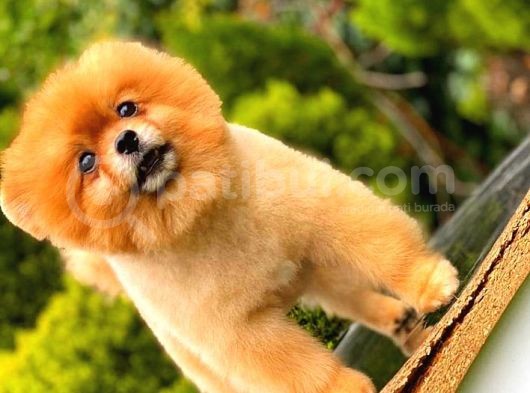 Pomeranian Teddy Bear görsel