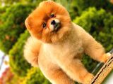 Pomeranian Teddy Bear