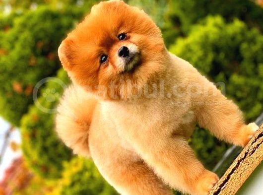Pomeranian Teddy Bear görsel