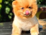 Pomeranian