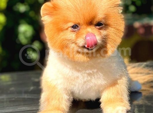 Pomeranian görsel