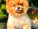 Pomeranian
