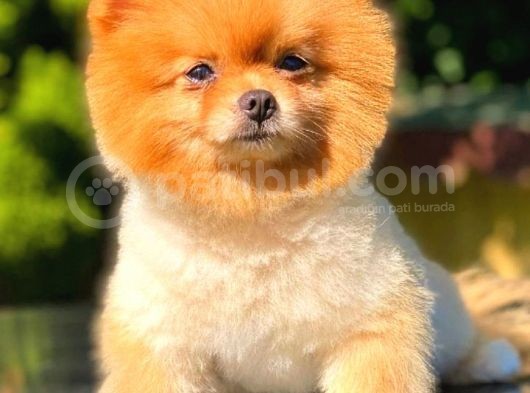 Pomeranian görsel