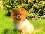 Pomeranian