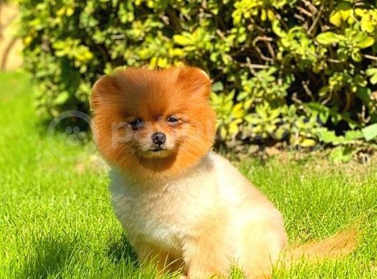 Pomeranian görsel