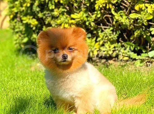 Pomeranian