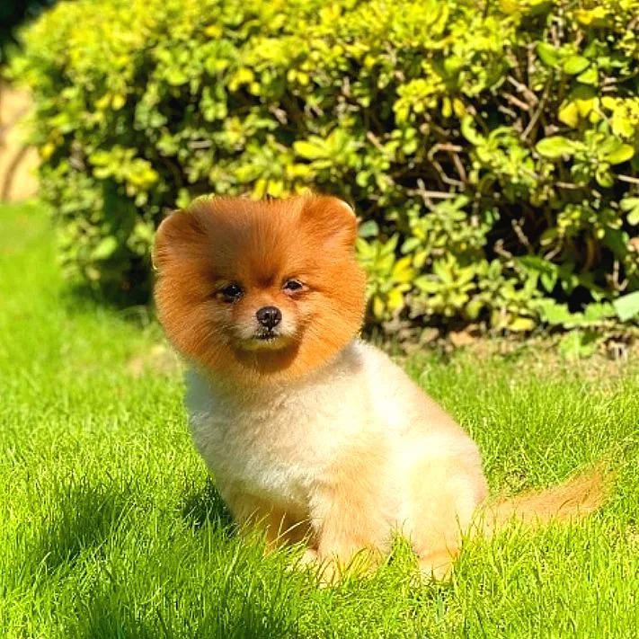 Pomeranian