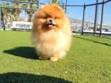 Üst Kalite 11 Aylık Erkek Pomeranian