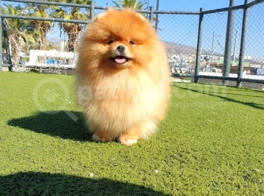 Üst Kalite 11 Aylık Erkek Pomeranian görsel