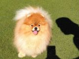 Üst Kalite 11 Aylık Erkek Pomeranian