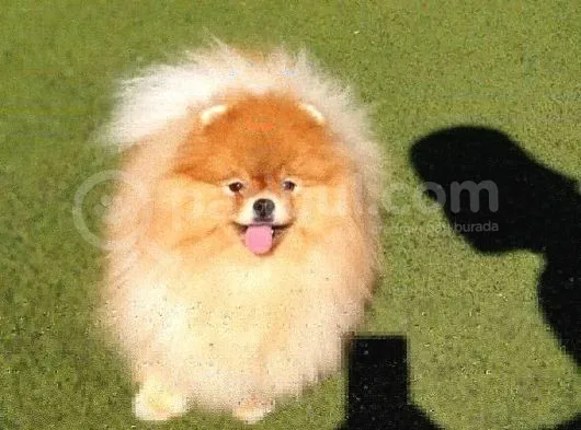 Üst Kalite 11 Aylık Erkek Pomeranian
