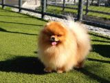 Üst Kalite 11 Aylık Erkek Pomeranian