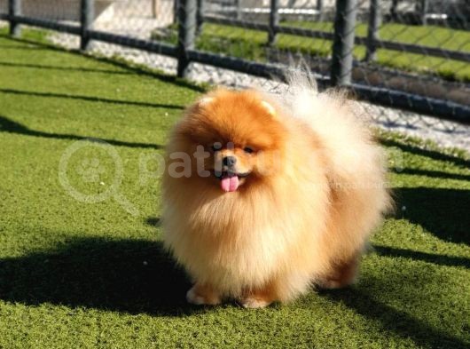 Üst Kalite 11 Aylık Erkek Pomeranian görsel