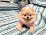 15 Aylık Efsane Dişimiz
