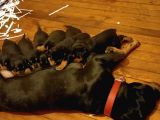 Gerçek Dev Mutant Rottweiler Yavrularımız