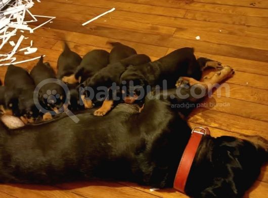 Gerçek Dev Mutant Rottweiler Yavrularımız görsel