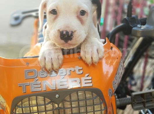 70 Günlük Dogo Argentino Yavrular görsel