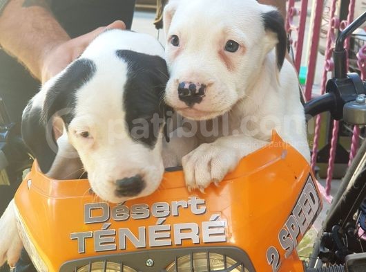 70 Günlük Dogo Argentino Yavrular görsel