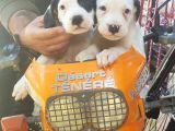 70 Günlük Dogo Argentino Yavrular