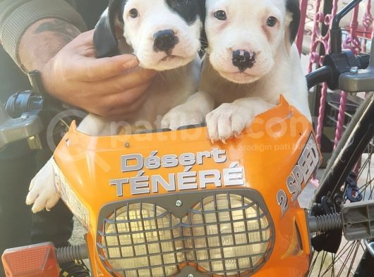 70 Günlük Dogo Argentino Yavrular görsel
