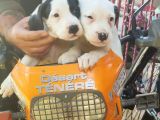 70 Günlük Dogo Argentino Yavrular