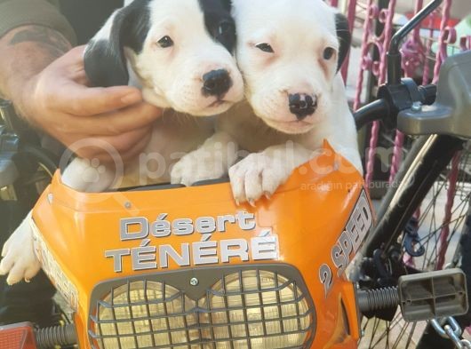 70 Günlük Dogo Argentino Yavrular görsel