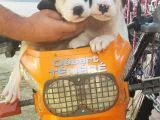 70 günlük Dogo Argentino Yavrular