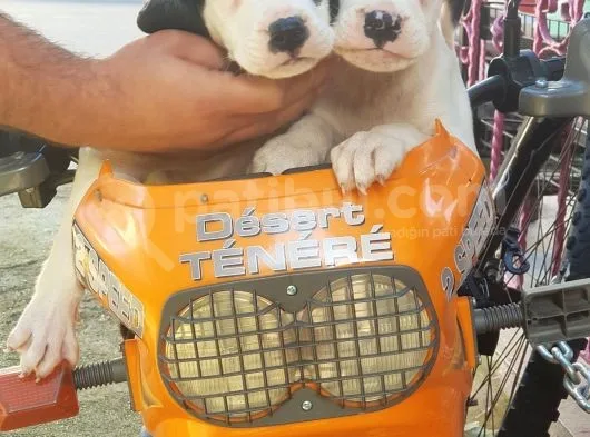 70 Günlük Dogo Argentino Yavrular