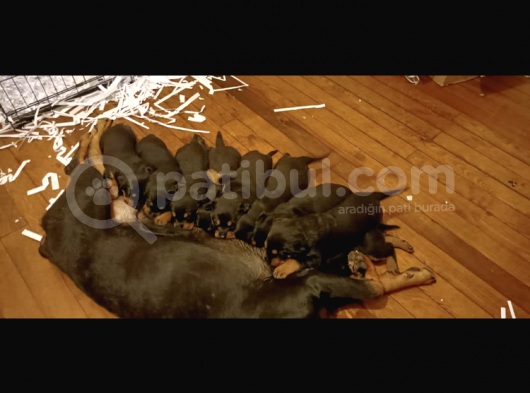 Gerçek Dev Mutant Rottweiler Yavrularımız görsel
