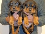 Gerçek Dev Mutant Rottweiler Yavrularımız