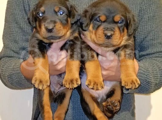 Gerçek Dev Mutant Rottweiler Yavrularımız görsel