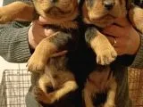 Gerçek Dev Mutant Rottweiler Yavrularımız